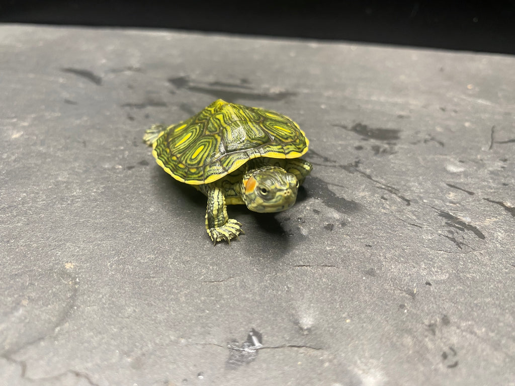 Picasso Red-Eared Slider