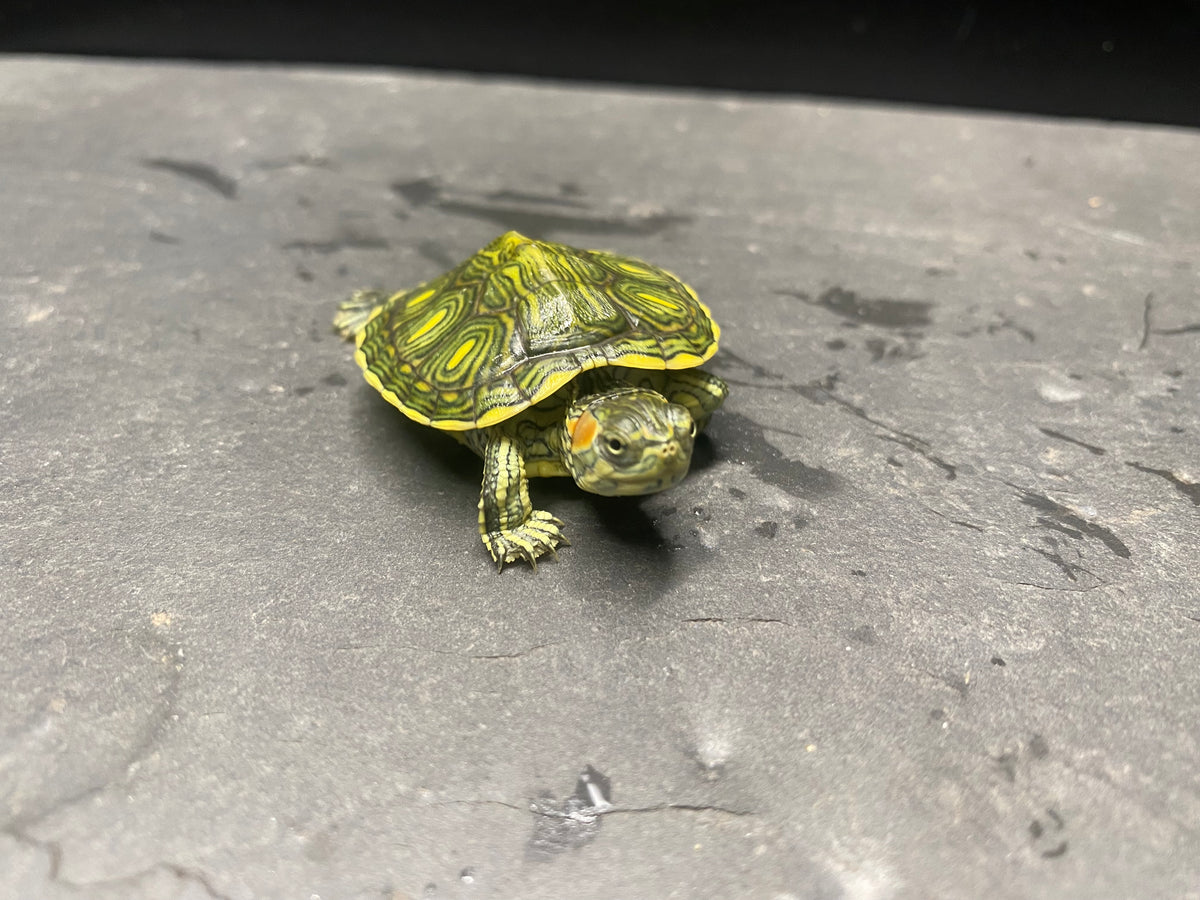 Picasso Red-Eared Slider