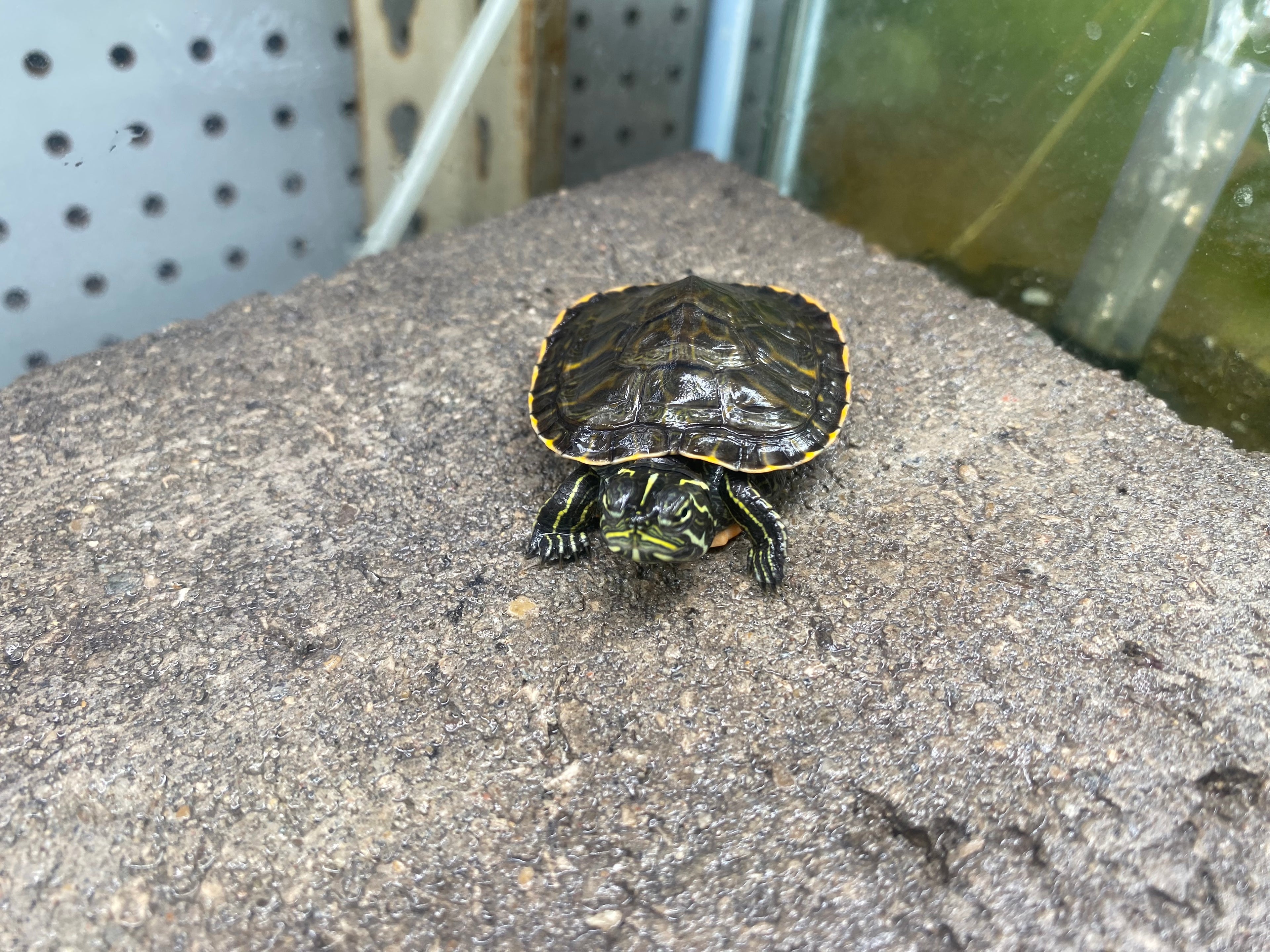 WESTERN PAINTED TURTLE
