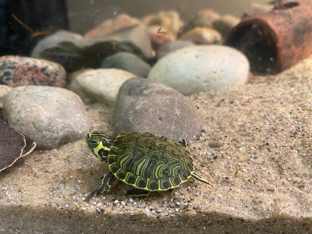 YELLOW-BELLIED SLIDER TURTLE