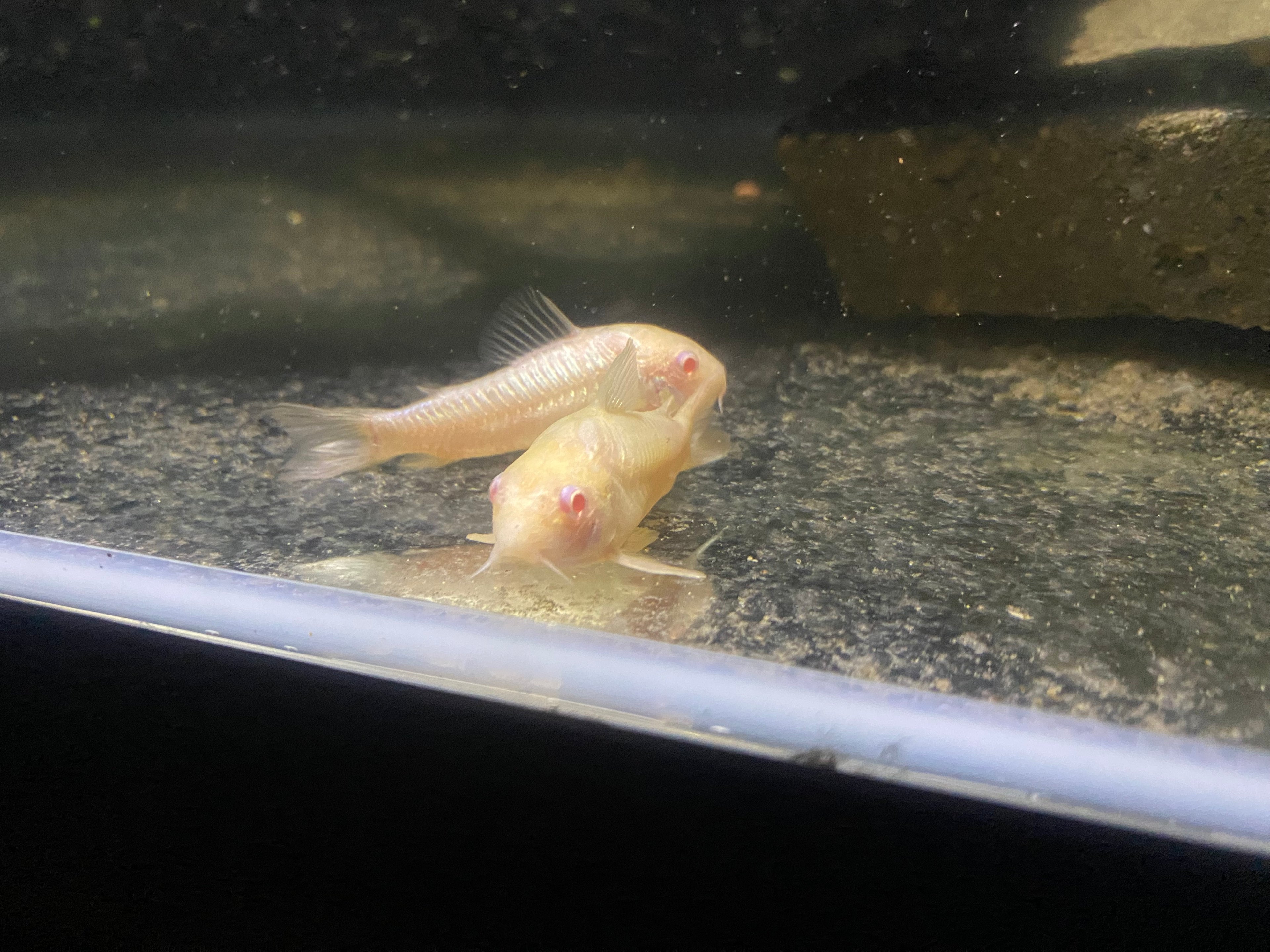 ALBINO CORYDORAS CATFISH