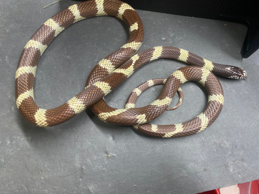 CALIFORNIA KING SNAKE