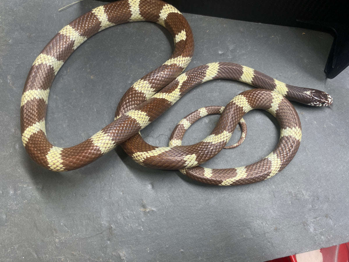 CALIFORNIA KING SNAKE