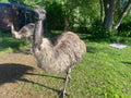 ADULT EMU