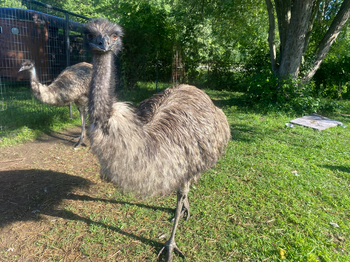 ADULT EMU