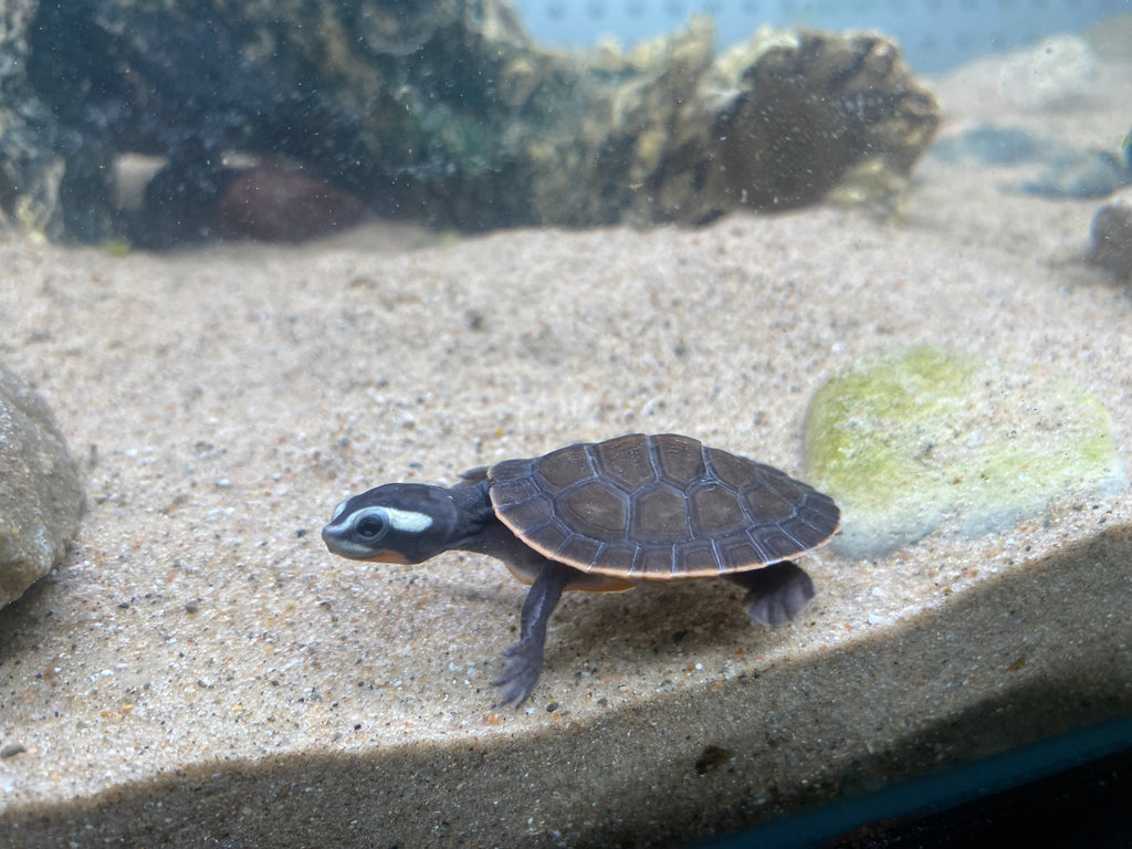 PINK BELLY SIDE-NECK TURTLE