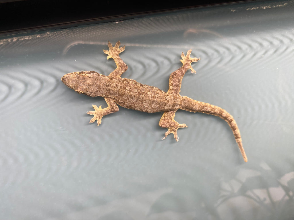 HOUSE GECKO