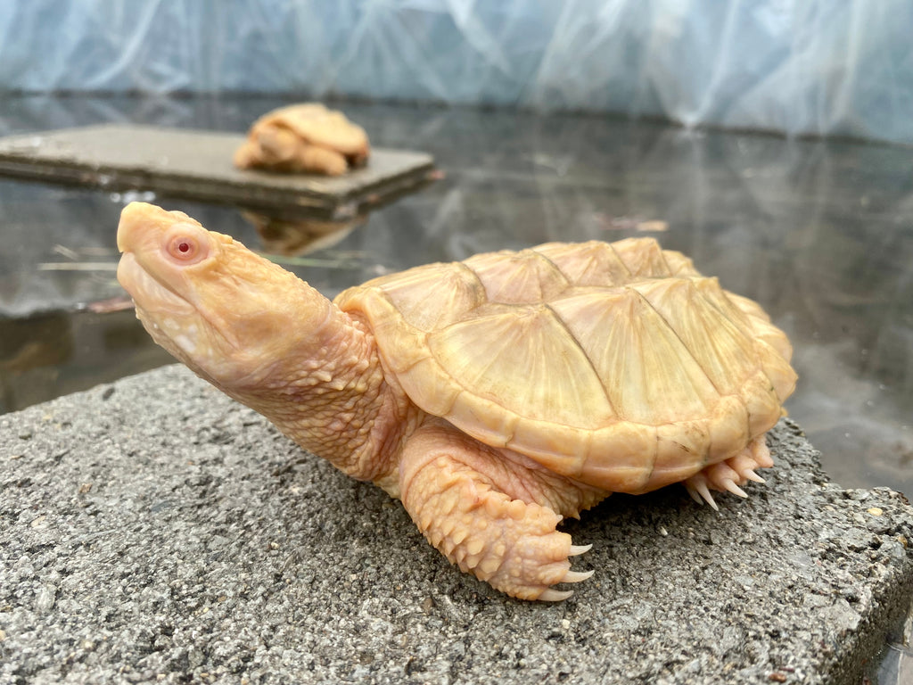 ALBINO COMMON SNAPPING TURTLE