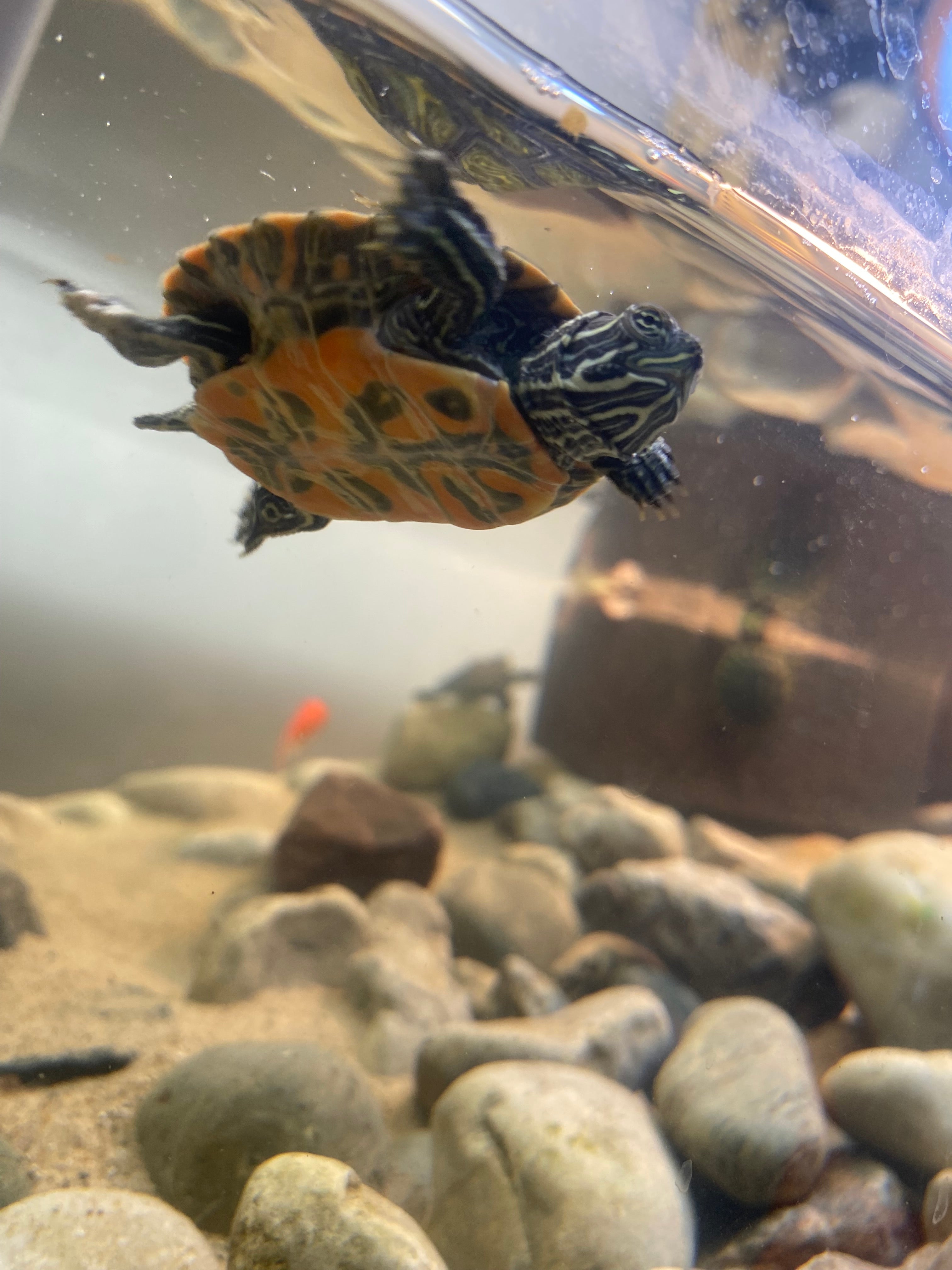 NORTHERN RED-BELLIED COOTER