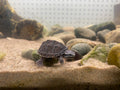 STINKPOT MUSK TURTLE