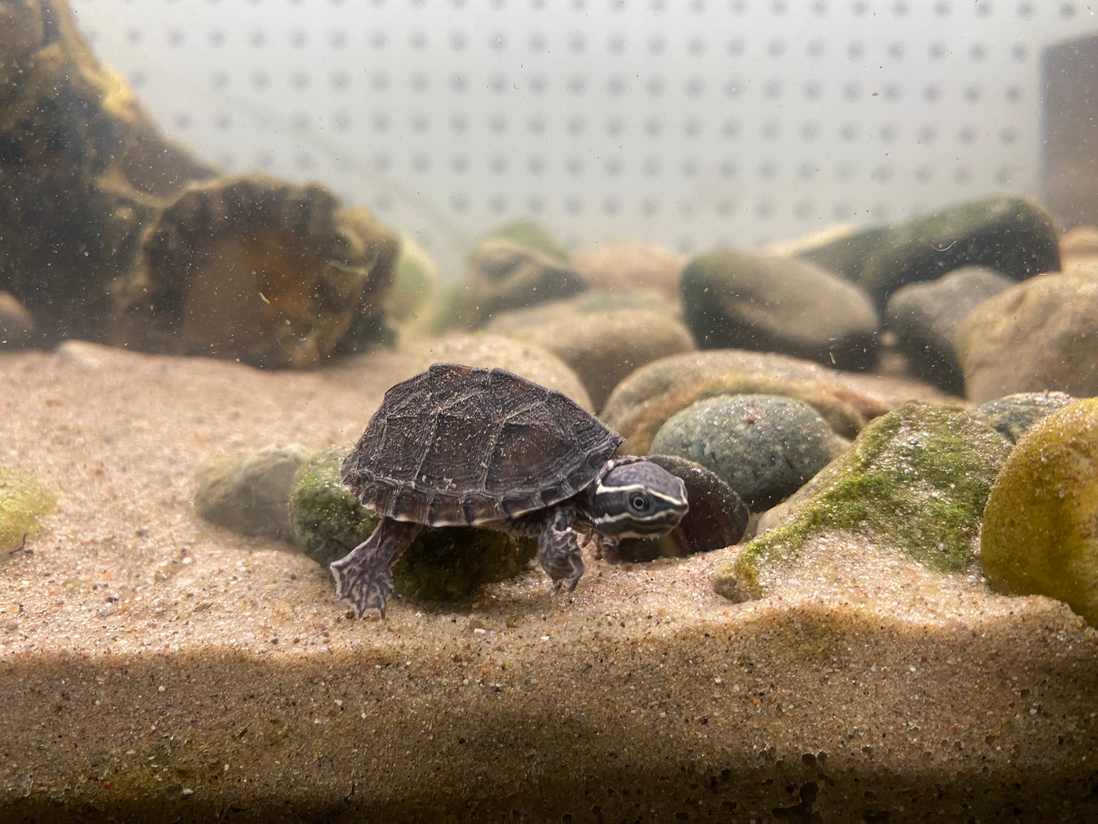 STINKPOT MUSK TURTLE