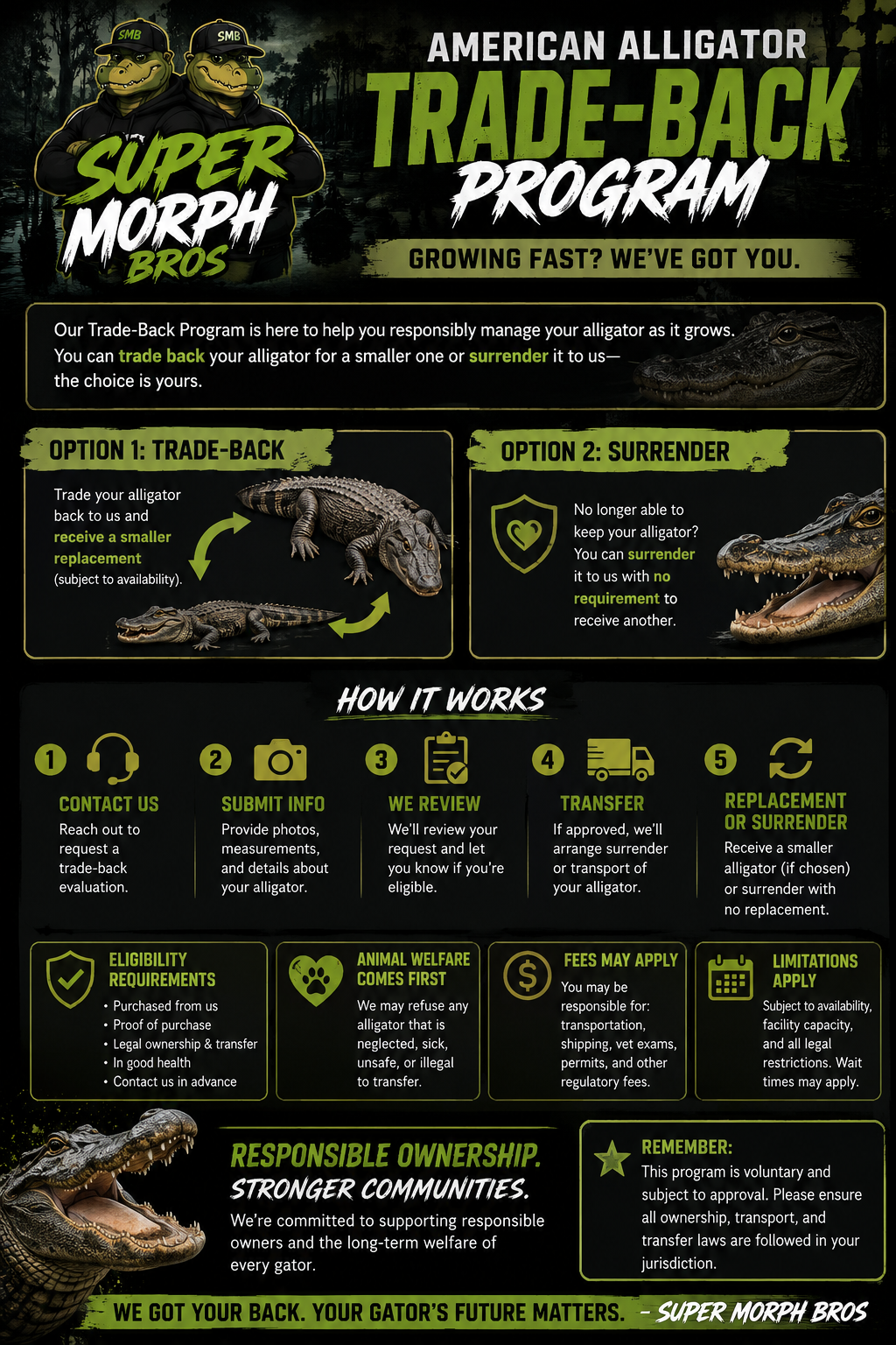 AMERICAN ALLIGATOR