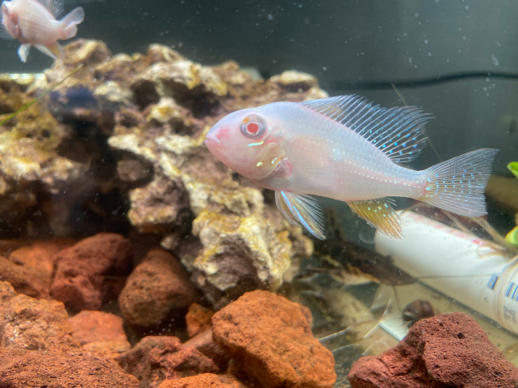 ALBINO GEOPHAGUS HECKELII CICHLID