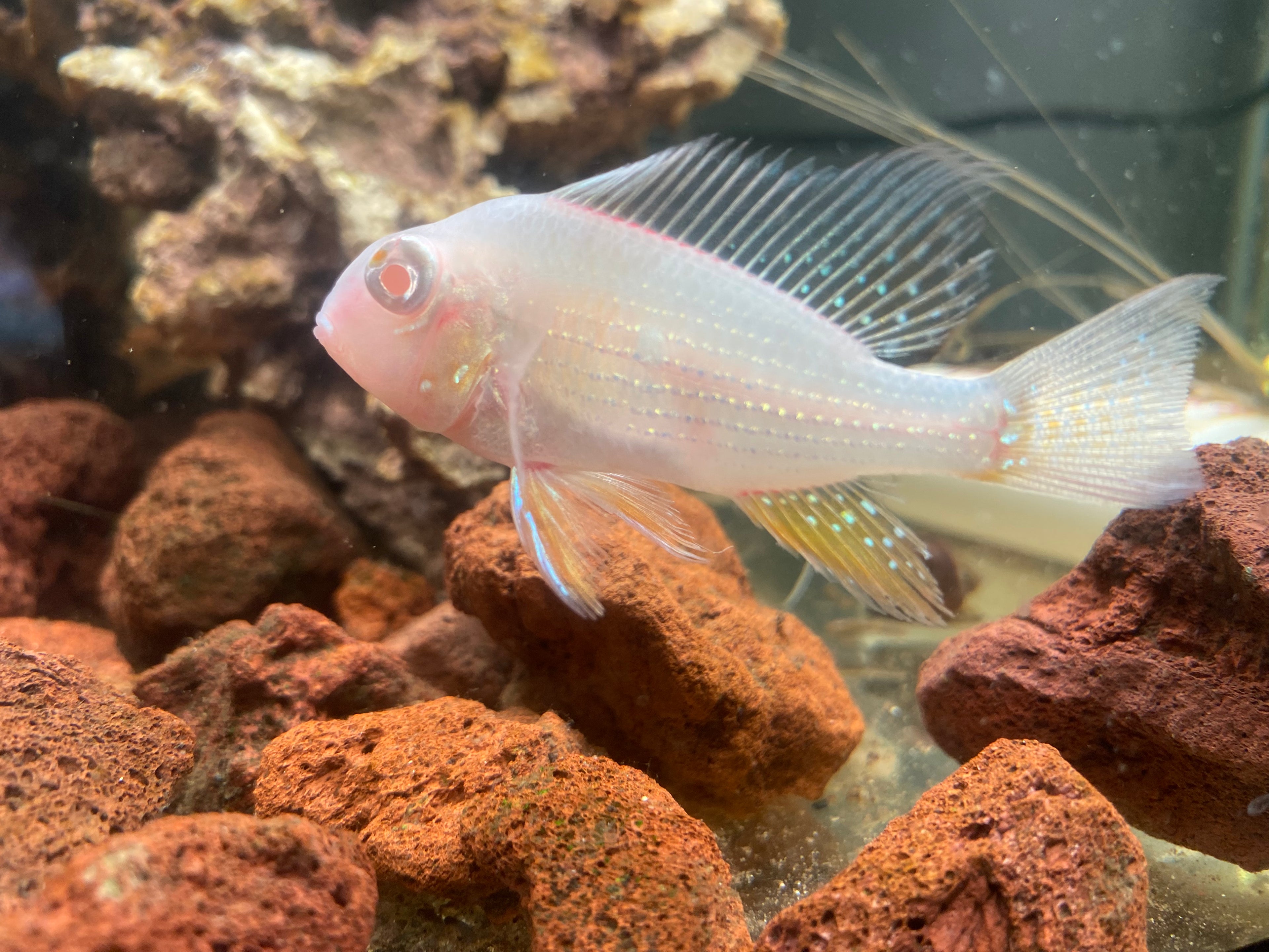 ALBINO GEOPHAGUS HECKELII CICHLID