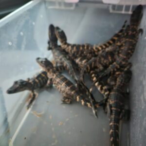 American alligator
