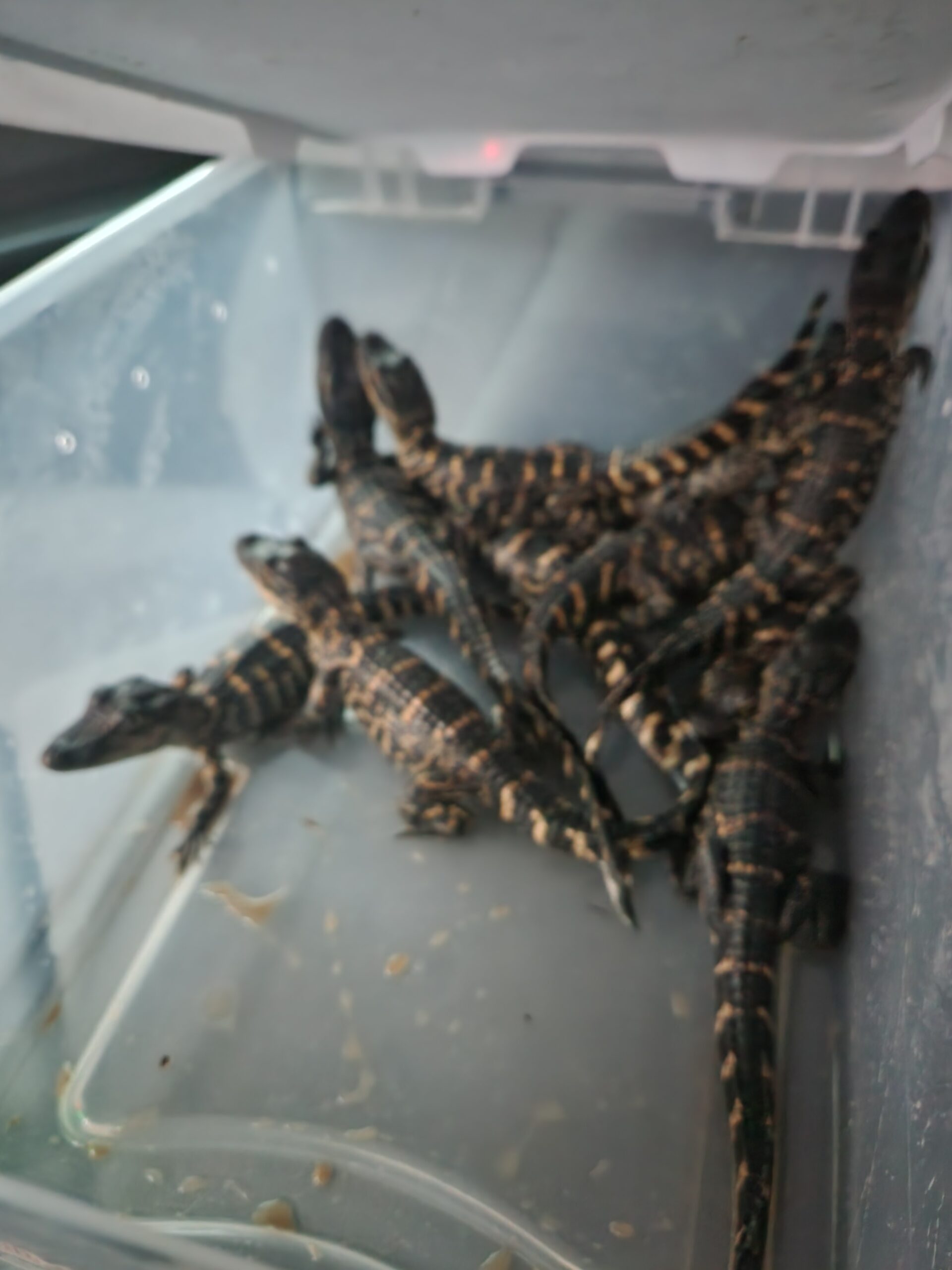 American alligator - Image 1