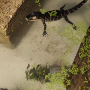 American alligator - Image 2