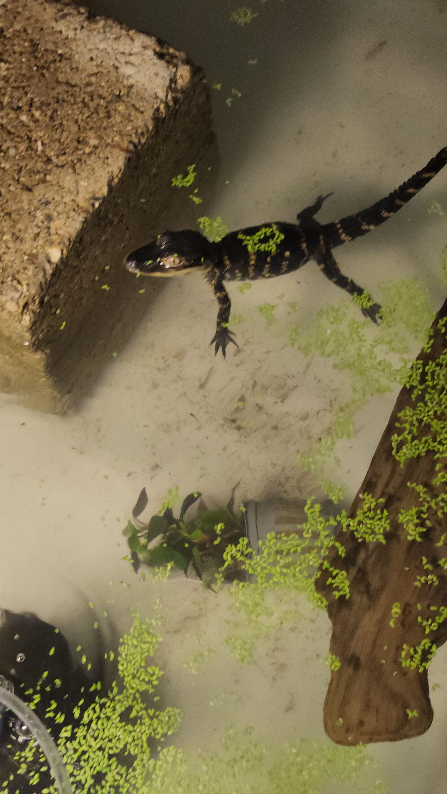 American alligator - Image 2