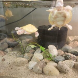 Albino Red Eared Slider