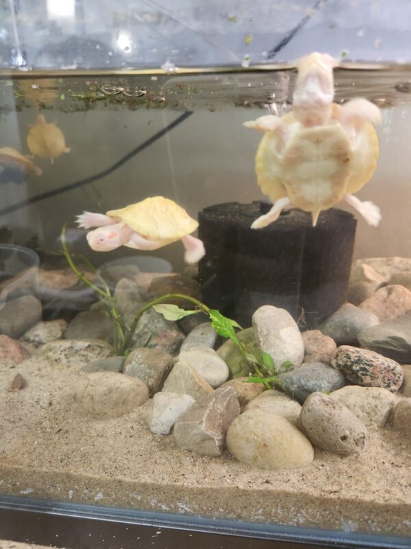 Albino Red Eared Slider