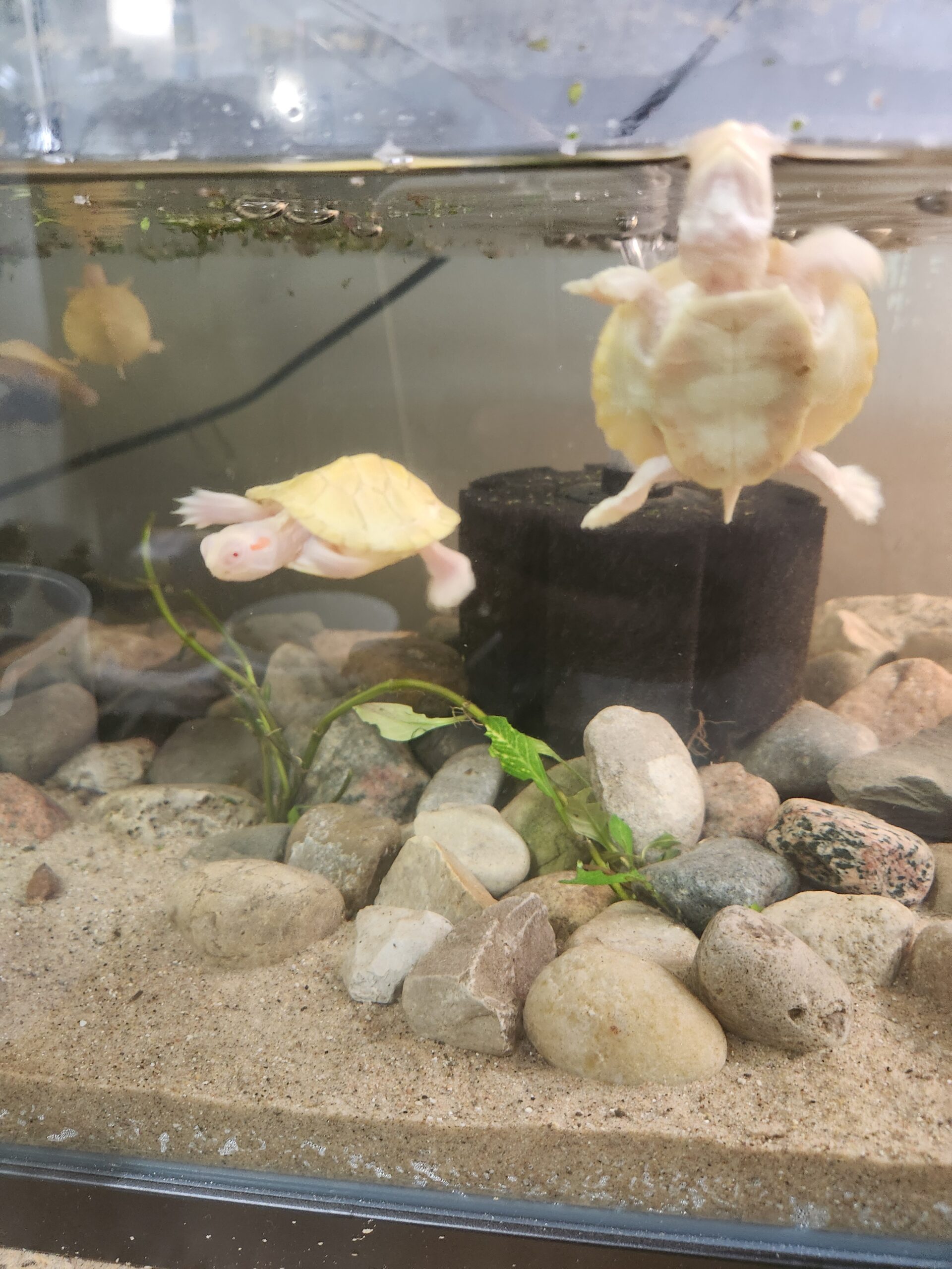 Albino Red Eared Slider - Image 1