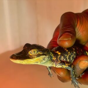 American alligator - Image 3