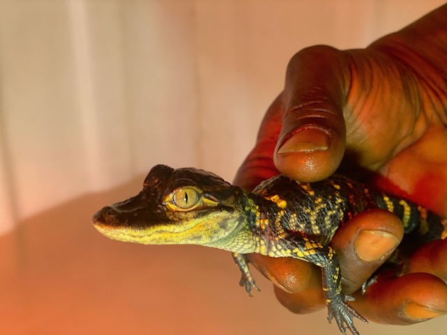 American alligator - Image 3