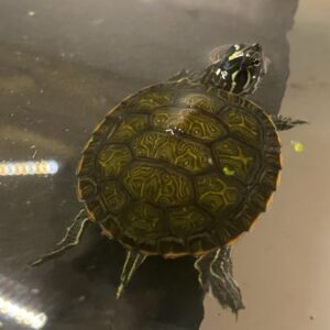 Yello bellied slider