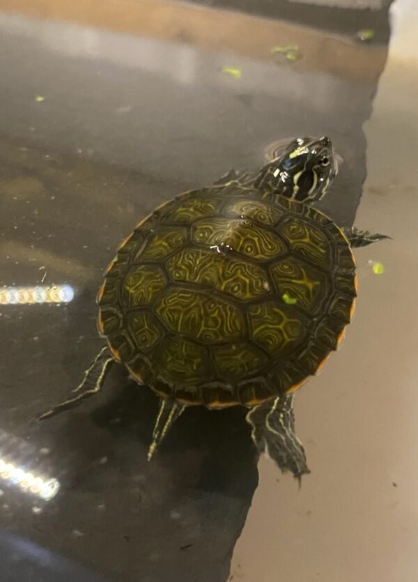 Yello bellied slider