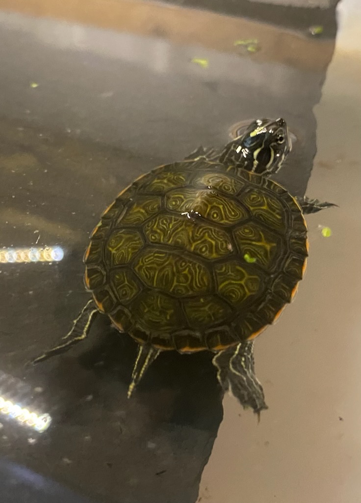 Yello bellied slider - Image 1