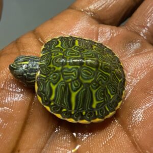 Yello bellied slider - Image 2