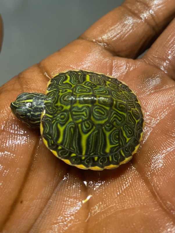Yello bellied slider - Image 2